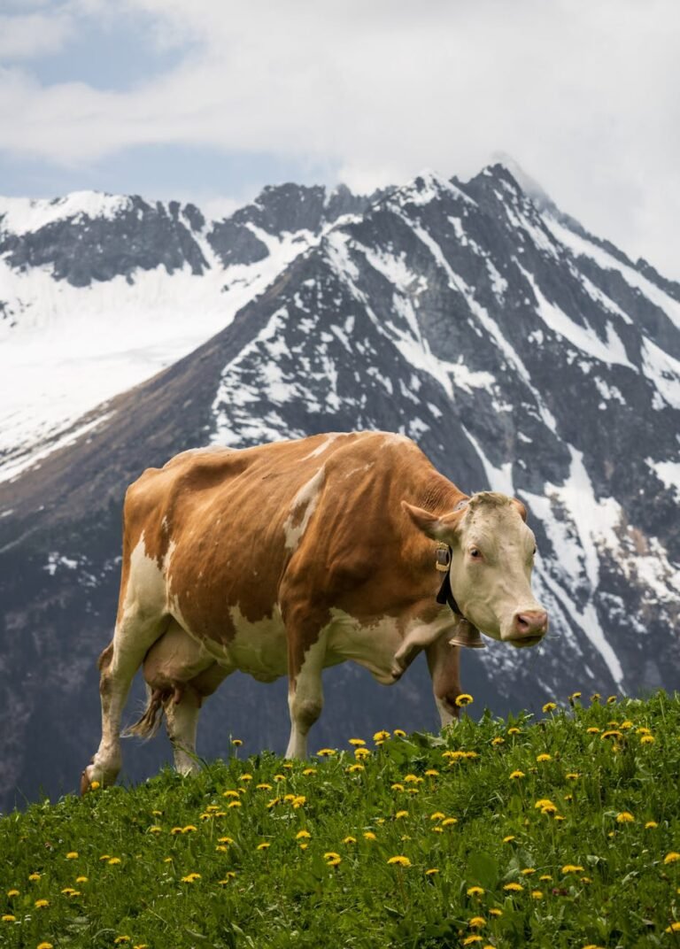 a cow standing in a field with mountains in the background