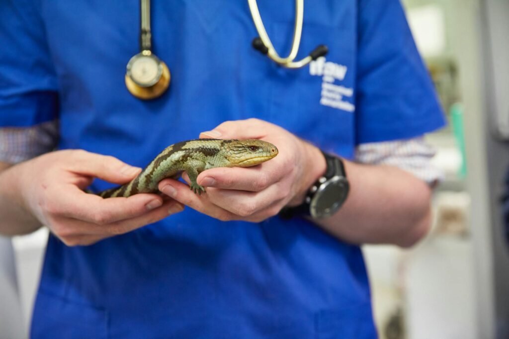 veterinarian holding a blue tongued lizard